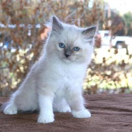 Ragdoll Kittens - Male and Female Seal Chocolate Pointed Available Now in Haines City, fl