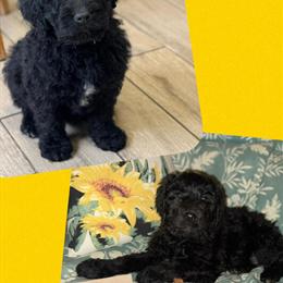 Goldendoodle Male Pup Ready for New Home in Asheboro, nc