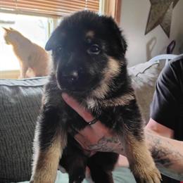 German Shepherd Puppies for Adoption in Huntington, in