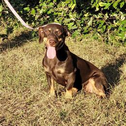 Chiweenie Female Looking for Forever Home in Brooksville, fl