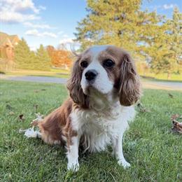 Cavalier King Charles Spaniel Female Available for Rehoming in Saline, mi