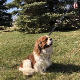 Cavalier King Charles Spaniel Male for Rehoming in Saline, mi