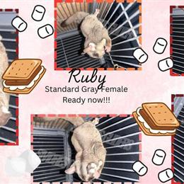 Bonded Pair of Sugar Gliders: Ruby and Loki in Waldorf, md