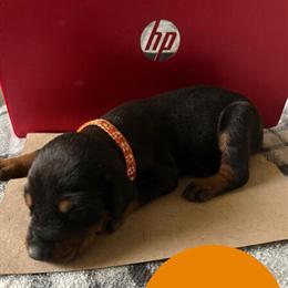 AKC European Doberman Puppies Available in Kennesaw, ga