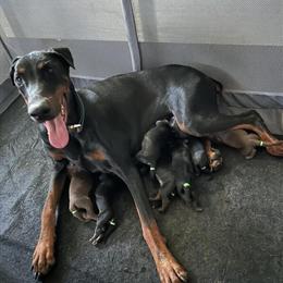 AKC European Doberman Puppies for Sale in Kennesaw, ga