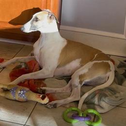 3-Year-Old Spayed Female AKC Whippet - Trained and Ready for a New Home in Lincolnton, nc