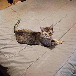 Sweet 11-Month-Old Indoor Cat Looking for a Good Home in Belleview, fl