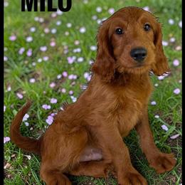 Goldendoodle Milo Ready for His Forever Home in Jacksonville, fl