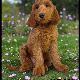 Goldendoodle Puppy Noah Ready for His Forever Home in Jacksonville, fl