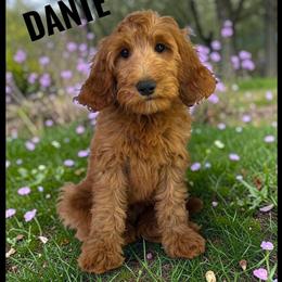 Goldendoodle Puppy Dante Ready for His Forever Home in Jacksonville, fl