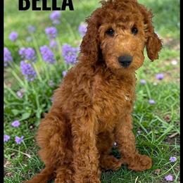 Goldendoodle Bella - Ready for her forever home after 2/14/26 in Jacksonville, fl