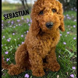 Goldendoodle Puppy Sebastian Ready for His Forever Home in Jacksonville, fl