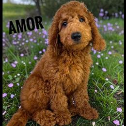 Goldendoodle Puppy Amor Ready for His Forever Home in Jacksonville, fl
