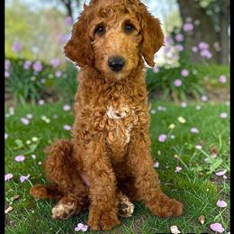 Goldendoodle Theo Ready for His Forever Home in Jacksonville, fl