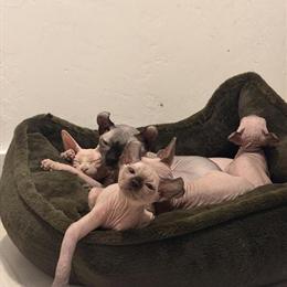 Sphynx kittens seeking loving homes in Miami, fl