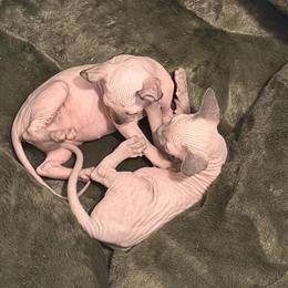 Sphynx Kittens Seeking Loving Homes in Miami, fl