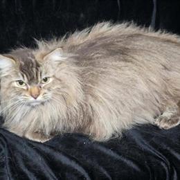 Lynx Female Cat with Breeding Rights - 45 Weeks Old in Auburn, in
