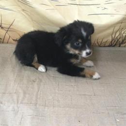 Female Toy Australian Shepherds Ready for Adoption in Clare, mi
