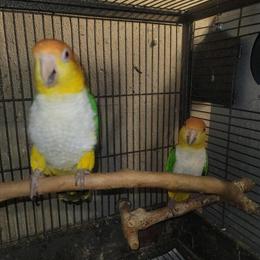 Caiques Pair for Sale - Proven Breeders in Buffalo, ny