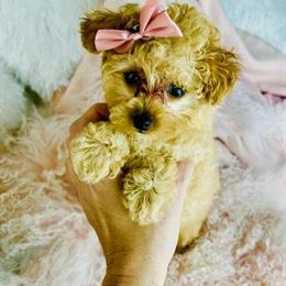 Poodle Puppies with Financing and Hand Delivery Available in Miami, fl