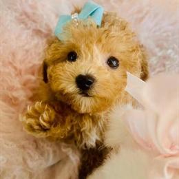 Cute Puppies Available for Adoption in Miami, fl