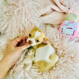Chihuahuas and Other Small Breeds Available with Financing in Miami, fl