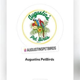 Exotic Birds Available for You and Your Family in Buffalo, ny