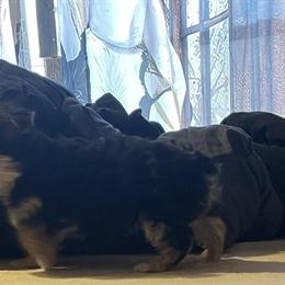 Purebred Male Yorkie Puppy - 8 Weeks Old in Nashville, tn