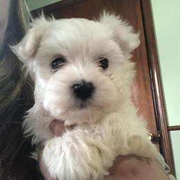 Purebred Male Maltese Puppy Ready for a Forever Home in Russell Springs, ky