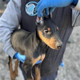 AKC American Doberman Ready to Go Home in Brooksville, fl