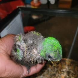 Eclectus Babies for Sale - Male and Female Available in Buffalo, ny