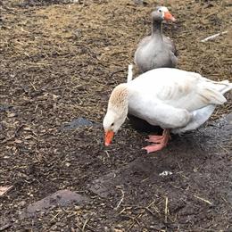 American Buff Geese for Sale in Romulus, mi
