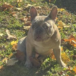 Golden Merle French Bulldog Pups for Adoption in New York, ny