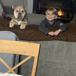 Bully puppies available in all colors in New York, ny