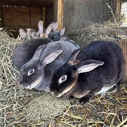 Rex Rabbits Available for Adoption in Locust, nc