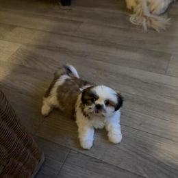 CKC Female Shih Tzu Puppy with Shots in Cynthiana, ky