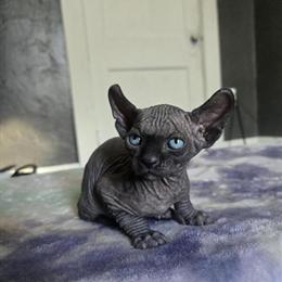 Sphynx Kitten Available in Norwalk, oh
