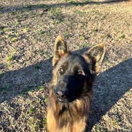 German Shepherd Puppies for Sale - AKC Registered in Locust, nc