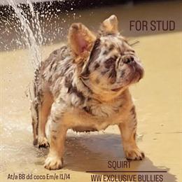 French Bulldog Stud Service Offered in Arlington, va