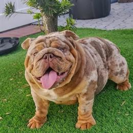 English Bulldog Stud Service Available in Plant City, fl