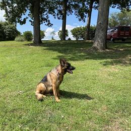 German Shepherd Puppies Ready for Forever Homes in Locust, nc