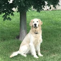 Golden Retriever Stud Service Available in Lapeer, mi
