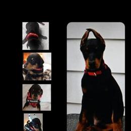 Doberman Puppies Available in Tinley Park, il