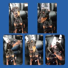 Doberman Puppies Available in Tinley Park, il