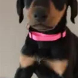 Doberman Puppies Available in Tinley Park, il