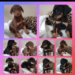 Doberman Puppies Ready for New Homes in Tinley Park, il