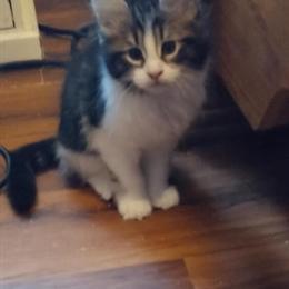 Maine Coon Kittens Available in Albany, ny