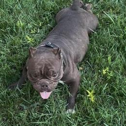 Female American Bully Puppies for Adoption in Charlotte, nc