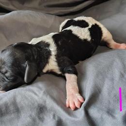 AKC Standard Parti Poodle Daphne Ready for Adoption in Dover, oh