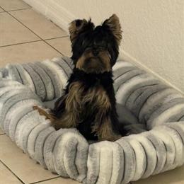Yorkshire Terrier - Black and Brown, 1 Month Old, Crate and House Trained in Tampa, fl